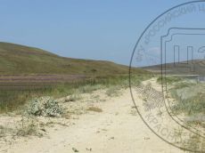 Eryngium-maritimum_Поливадина_стация